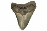 Fossil Megalodon Tooth - North Carolina #192485-2